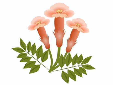 ノウゼンカズラ02（赤） ノウゼンカズラ,花,赤,つる植物,庭木のイラスト素材