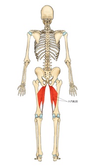 骨格と大内転筋（後面） 大内転筋,筋,筋肉,ガイコツ,解剖,骨,モデル,骨格,解剖学,スケルトンのイラスト素材