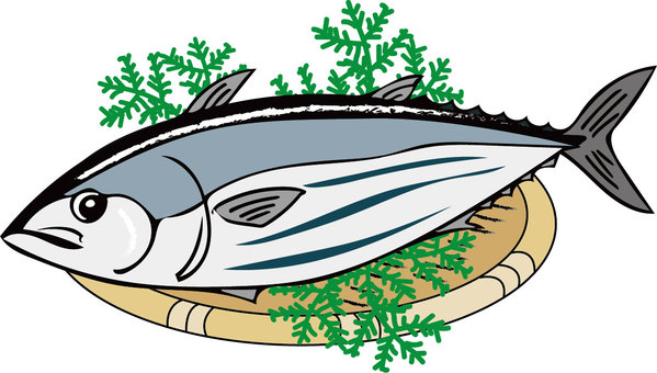 カツオ カツオ,魚,魚屋,魚類,食材,ざる,食べ物のイラスト素材