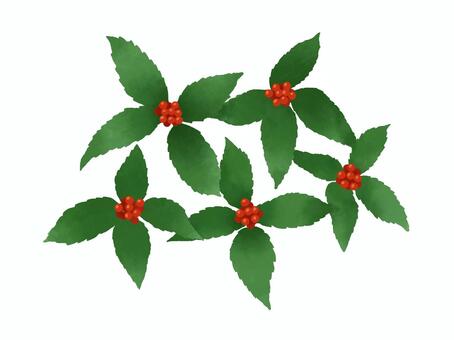 千両 千両,お正月,縁起物,植物,実,赤,冬,葉,緑のイラスト素材