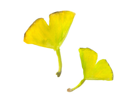 Ginkgo biloba, autumn, plant, dead leaves, JPG and PNG