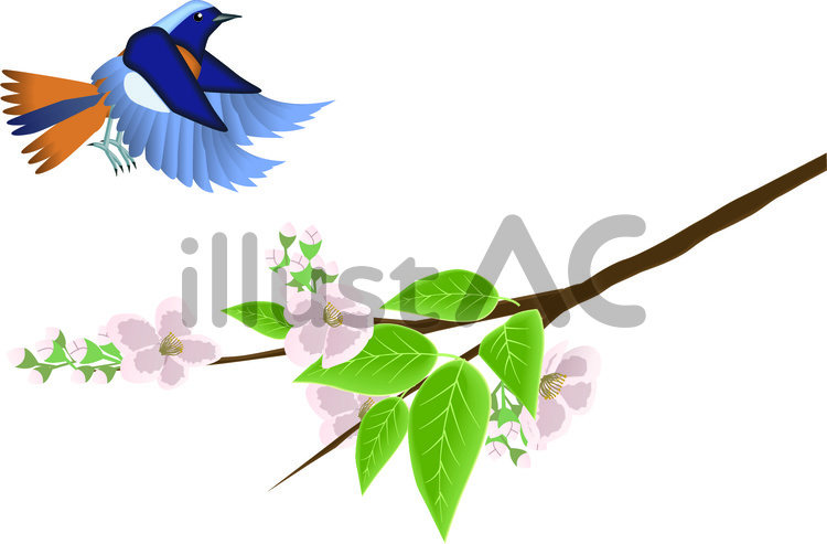 桜　ソメイヨシノ　花　春　咲く　小鳥 桜,ソメイヨシノ,花のイラスト素材