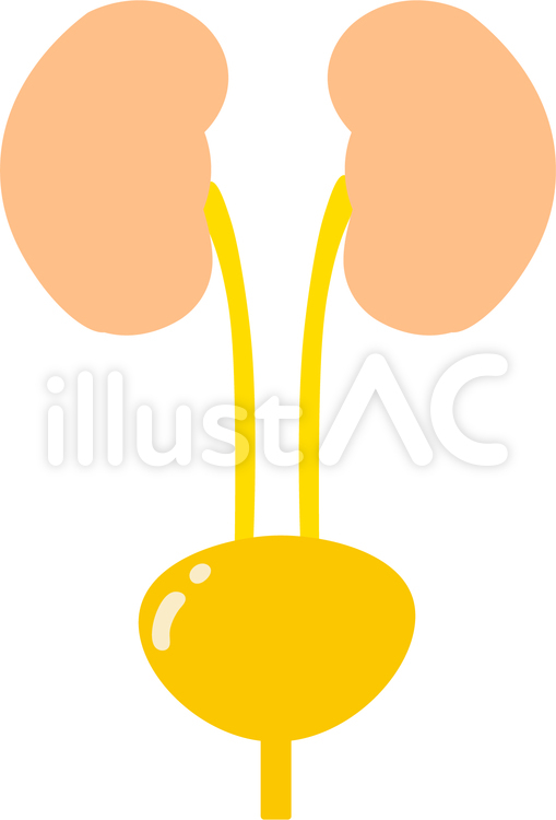 臓器　腎臓　膀胱 腎臓,膀胱,泌尿器のイラスト素材