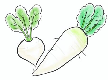 Illustration, japanese radish, turnip, vegetables, 