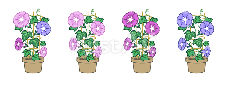 朝顔の鉢植えバリエーション 朝顔,花,鉢植えのイラスト素材