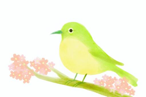 Sakura and warbler, , JPG and PNG