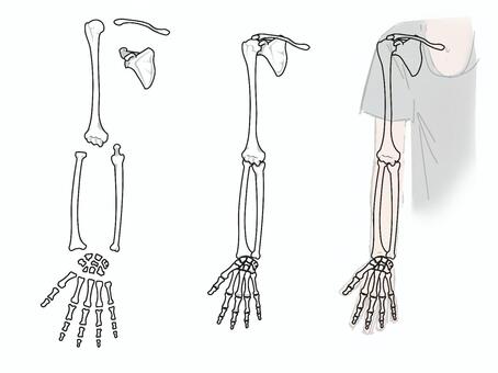 Illustration, anatomy, skeleton diagram, arm, 