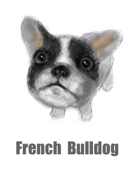 French bulldog, french bulldog, dog, a pet, JPG