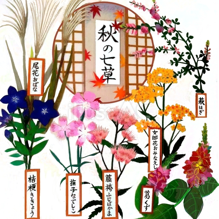 秋の七草 秋の七草,障子,紅葉のイラスト素材