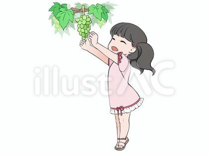 ぶどう狩り、マスカットの収穫をする女の子