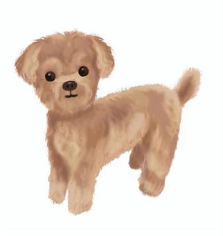 toy poodle, , JPG