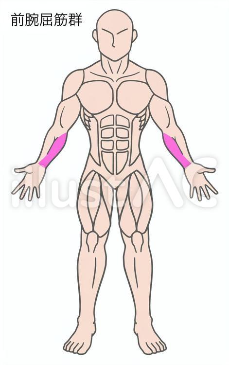 前腕屈筋群、筋肉色分け 前腕,屈筋,腕のイラスト素材