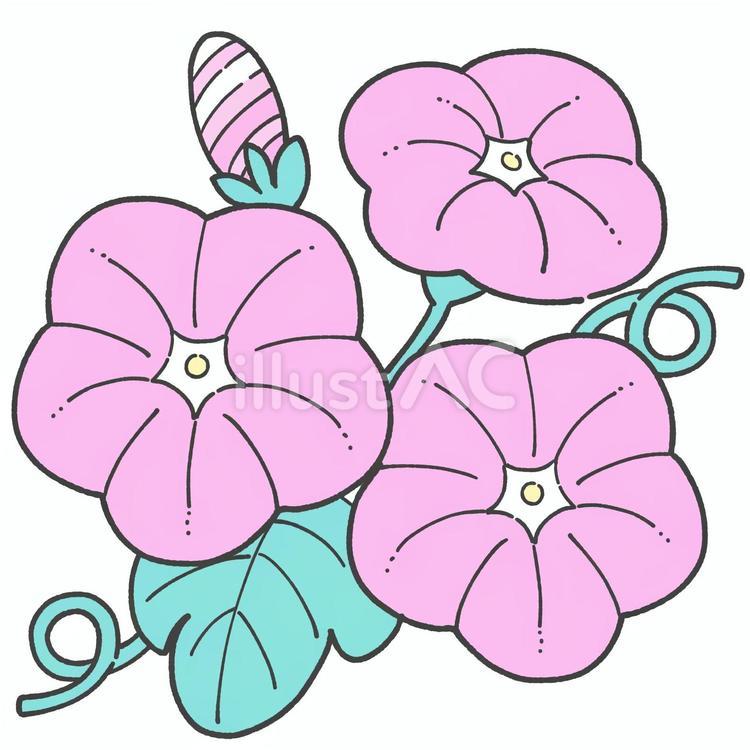 ピンクの朝顔の手描きイラスト 朝顔,可愛い,手描きのイラスト素材
