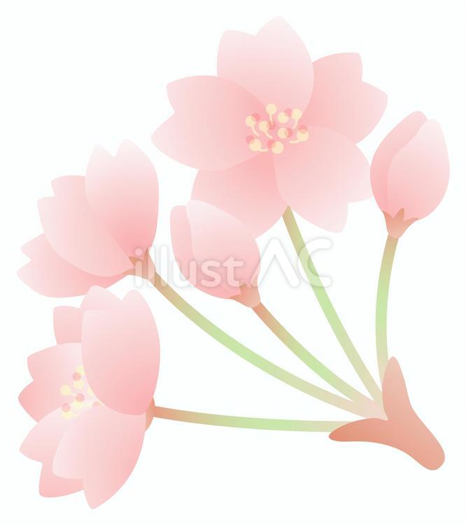 桜の花 桜,さくら,水彩のイラスト素材