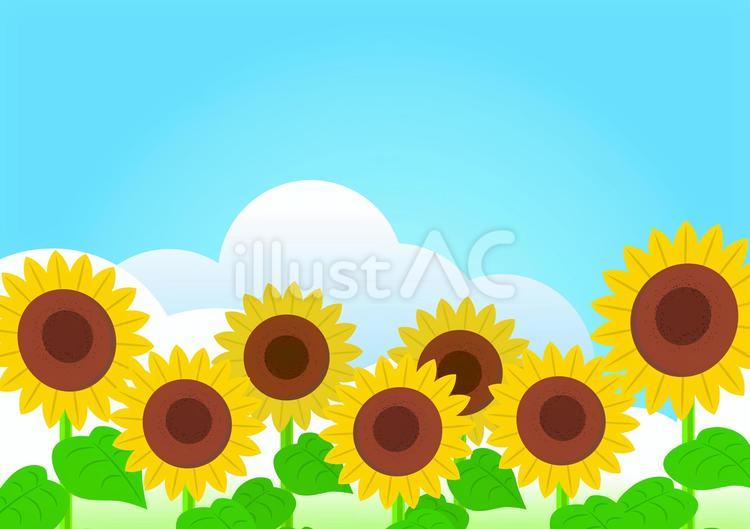 ひまわり畑の背景3 ひまわり,花畑,夏のイラスト素材