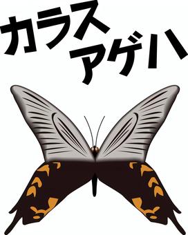 カラスアゲハ　 カラスアゲハ,アゲハ蝶,蝶,昆虫,かわいい,きれい,羽,カタカナ,リアルのイラスト素材