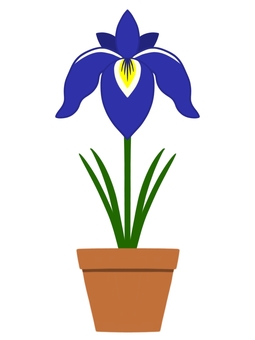 Illustration, sentencia, iris, planta, 