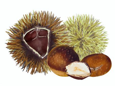 水彩で描いた栗 毬栗,栗,殻,茶色,栗拾い,くり,旬,季節,割れる,秋の味覚のイラスト素材