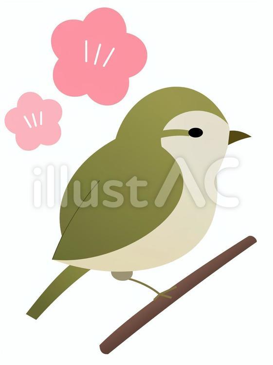ウグイス ウグイス,鶯,鳥のイラスト素材