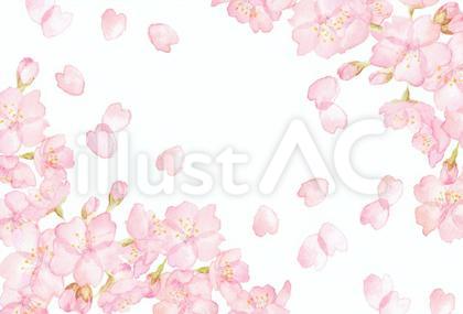 水彩の桜 背景