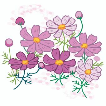 コスモスの花_02 コスモス,花,ピンク,コスモス畑,お出かけ,ドライブ,写真のイラスト素材