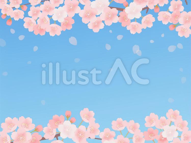 桜フレーム　青空（シンプルver.）  桜,桜の花,フレームのイラスト素材