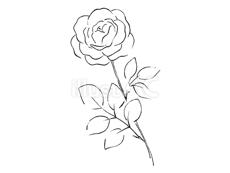 手描きのバラの線画 バラ,花,線画のイラスト素材