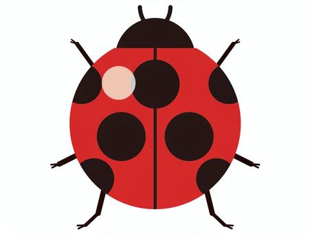 Ladybug, ladybird, lepidoptera, ladybug, JPG and PNG