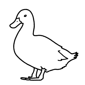 アヒル アヒル,鳥,動物園,生き物,塗り絵のイラスト素材