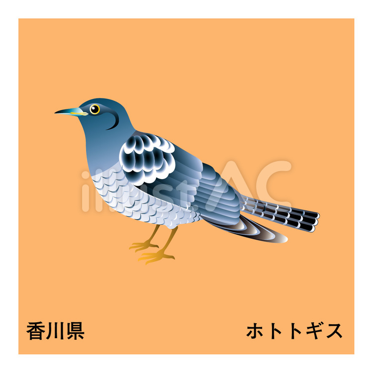 ホトトギス 県鳥,不如帰,香川県のイラスト素材