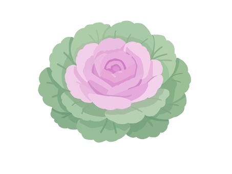 葉牡丹　冬素材 葉牡丹,花,冬,正月,新春,お正月,季節,和風,和,和花のイラスト素材