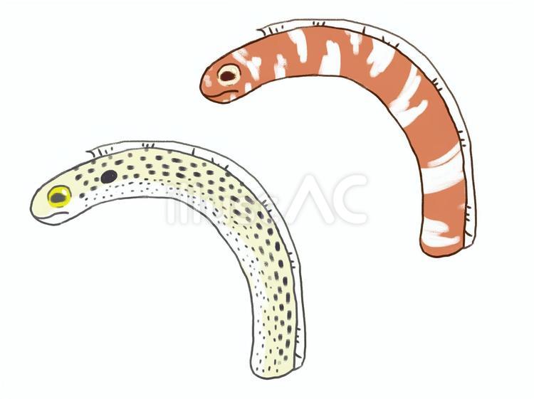 ちんあなご＆にしきあなご チンアナゴ,ニシキアナゴ,アナゴのイラスト素材