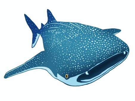 Whale shark, JPG and PNG Whale shark, whale shark, soldier wei shark, a shark, JPG and PNG