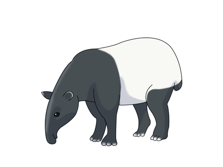 マレーバク（探す） マレーバク,動物,白,黒,ツートンカラー,探すのイラスト素材