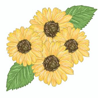 ひまわり 花,植物,ひまわり,誕生花,７月のイラスト素材
