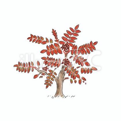 ナナカマド(紅葉)