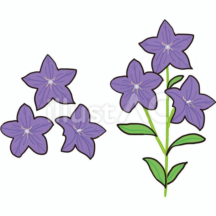 桔梗　花 桔梗,花,葉のイラスト素材