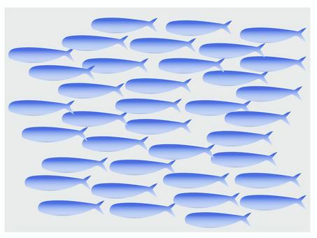 sardine, , JPG