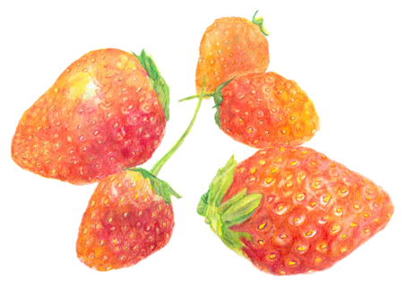 水彩色鉛筆で描いたいちご 水彩,水彩色鉛筆,手描き,水彩イラスト,水彩画,リアル,食べ物,美味しそう,フレッシュ,瑞々しいのイラスト素材