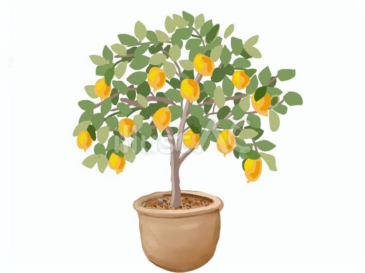 レモンの木 レモンの木,鉢植え,果樹のイラスト素材