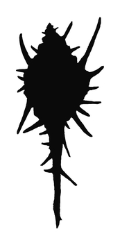 【手描き】トゲトゲした巻貝のシルエット 巻貝,海,生き物,貝,シルエット,手描き,リアル,モノクロ,挿絵,白バックのイラスト素材