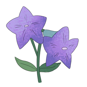 キキョウ 桔梗,夏,花,キキョウ,紫,可愛い,かわいい,植物,園芸,ガーデニングのイラスト素材