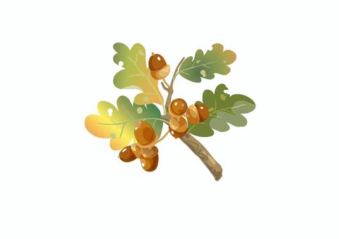 どんぐり　一枝 どんぐり,枝,秋,木の実,林,山野,植物,ベクターのイラスト素材