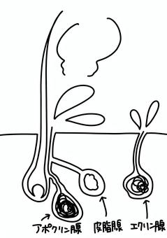 汗腺について　線画 汗腺,エクリン腺,アポクリン腺,皮脂腺,毛,線画のイラスト素材
