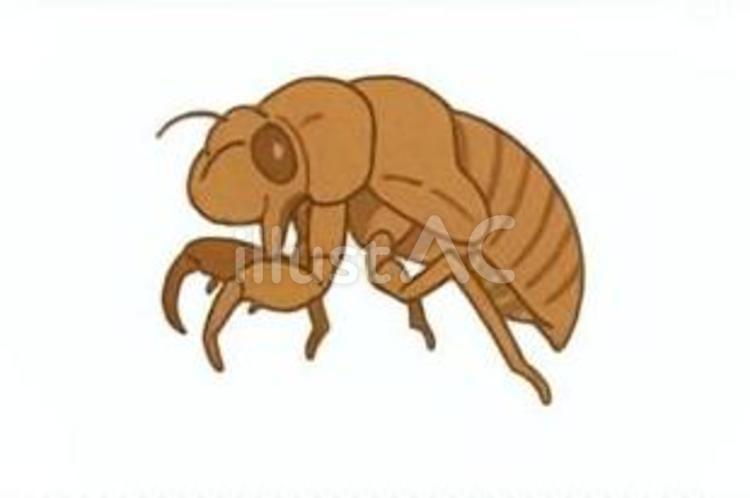 セミの抜け殻 セミ,抜け殻,夏のイラスト素材