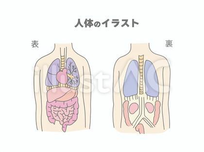 人体の内臓イラスト