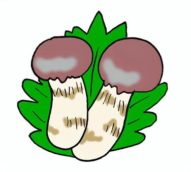 松茸 松茸