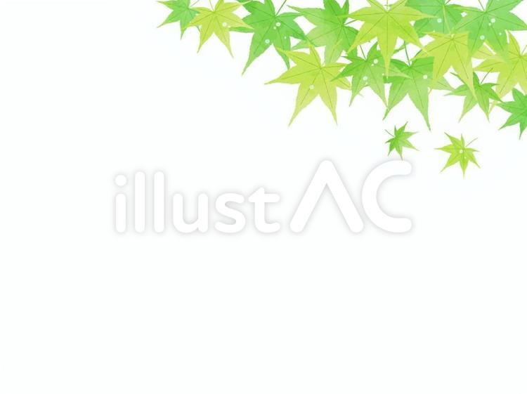 夏・和・青もみじ・背景【水彩風】 夏,和,葉のイラスト素材