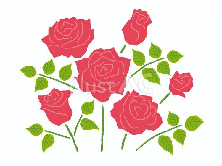 手描きのピンクの薔薇　2 ピンク,春,赤のイラスト素材