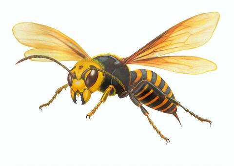 スズメバチ スズメバチ,蜂,ハチ,オオスズメバチ,昆虫,生物,虫,危険,針,刺すのイラスト素材